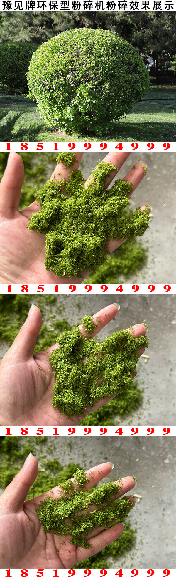 冬青樹(shù)枝粉碎機圖片